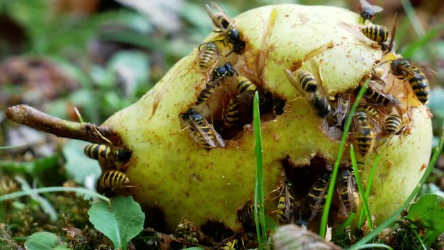 Mehrer Wespen auf einer gelben Birne