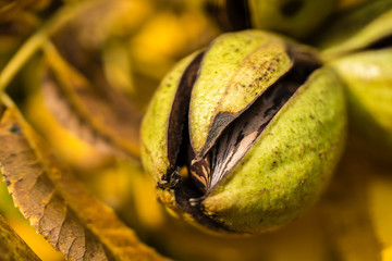 Pecan nut inside barely open husk