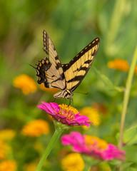 Swallowtail_3