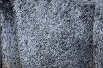 cow hide close up 