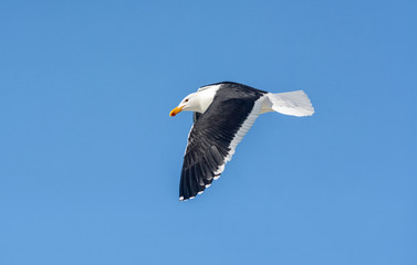 Fototapeta na wymiar Cape Gull In Flight