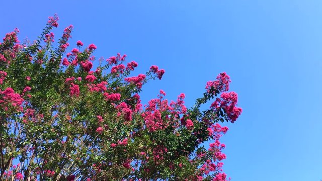 Brilliant pink crepe myrtle tree isolated against a blue sky with copy space