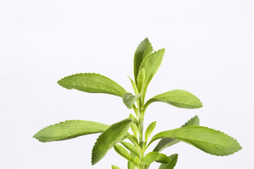 Fresh green leaves stevia - Stevia rebaudiana. White background