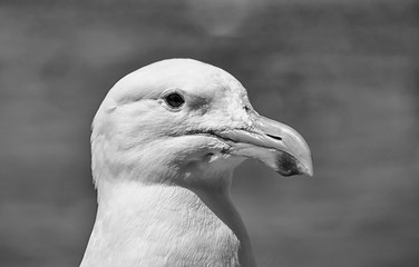 Cape Gull Portrait