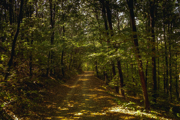 Hijing in the Normafa hill, Budapest