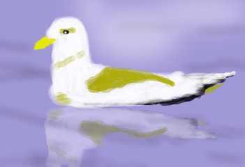 Gull Swimming  O635