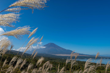 Mountain Fuji without snow cover its peak from a viewpoint around Wanakako lake in a morning with brown grass in foreground and blue sky in background.