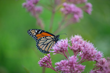 Fototapeta na wymiar Monarch butterfly on Joe Pye Weed flowers at the Parris Glendening Nature Sanctuary Butterfly Garden in Lothian Anne Arundel County Southern Maryland USA