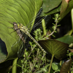 Dragonfly