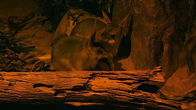 A brush tail possum forages at night in the Australian bush.