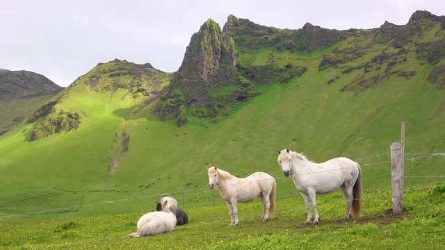 Beautiful Icelandic ponies horses stand in a green field in Iceland.