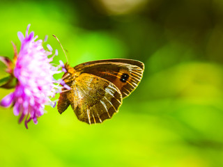 Orange Butterfly Close-up