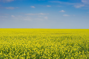 Obraz premium Sunny landscape with bright yellow rapeseed field