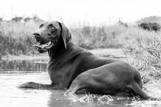 Pointer dog resting in puddle in the veld