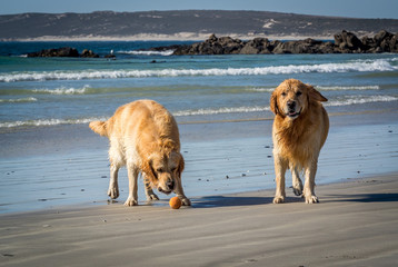 Two golden retrievers playing ball on the beach