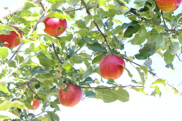 りんご（シナノスイート）