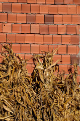 Backstein Mauer auf Bauernhof in Serbien