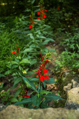 Fire Pink growing by the creek 