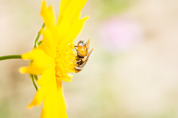 Little bee facing down on a yellow flower