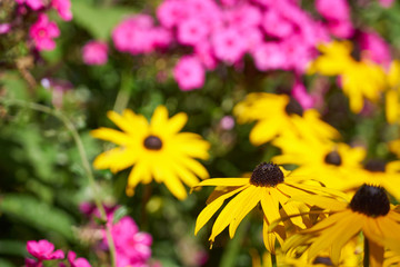                       Yellow and pink flowers with blurred background.         