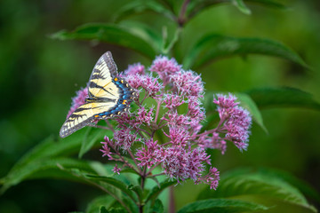 Eastern Tiger Swallowtail Butterfly on Joe Pye Weed flowers at the Parris Glendening Nature Sanctuary Butterfly Garden in Lothian Anne Arundel County Southern Maryland USA