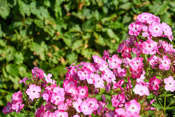                              Pink flowers with blurred background.  