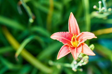                            Pink lily flower with a green blurred background. Copy space.    
