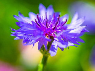 Flower close-up