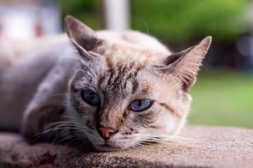 Naklejka premium Niebieskooki kotek