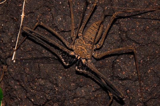Whip spider: the fangs of fear