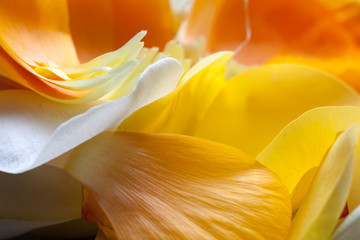 Orangene und weiße Tulpe Blüte - obrazy, fototapety, plakaty