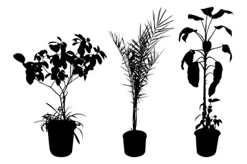 Office and house plant silhouette. Set of flowers in pots isolated on white background. Vector illustration.