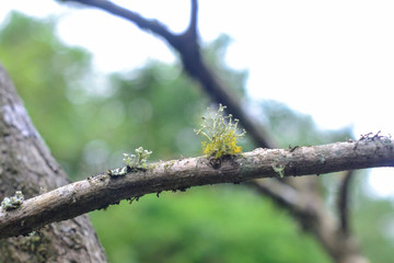 cold zone vegetation