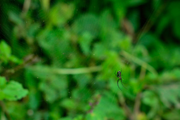 spider in its web