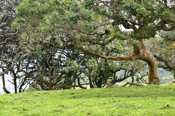 trees and mountainous vegetation