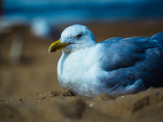 Yellow Footed Gull