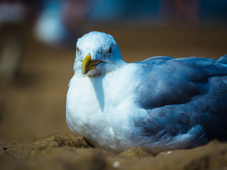 Yellow Footed Gull