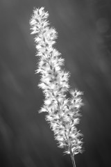 Hairy grass seed illuminated by the sun, black and white close-up