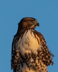 Red-tailed hawk, seen in the wild in North California (Silicon Valley) 