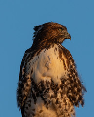 Obraz premium Red-tailed hawk, seen in the wild in North California (Silicon Valley) 