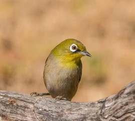 Cape White-eye
