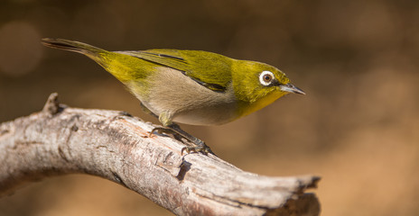 Cape White-eye