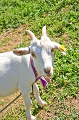 white little goat in the meadow tied with a tag 