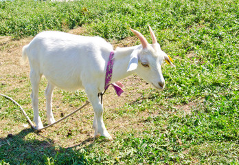Obraz na płótnie Canvas white little goat in the meadow tied with a tag 