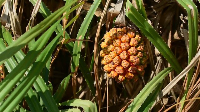 Pandan (Pandanus sp.) with a ripe fruit growing on the Lazy Beach Coast in the Cambodia, Asia.  