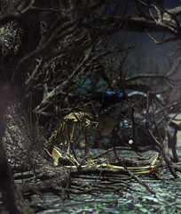 Obraz premium Lost till you death,a crow on human skeleton under the tree on scary gloomy night,3d illustration for book illustration or book cover
