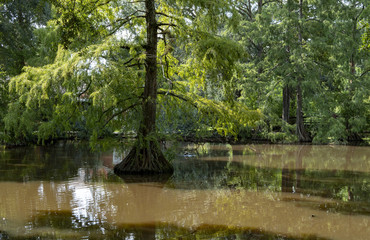 Louisiana Pond