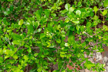 Fototapeta na wymiar White indigoberry (Randia aculeata) - Davie, Florida, USA
