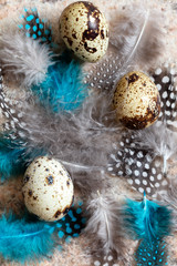 Fototapeta na wymiar Quail eggs and feathers background, top view, vertical composition