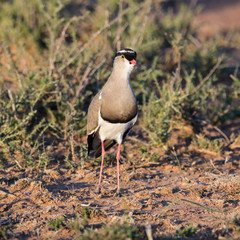 Crowned Lapwing